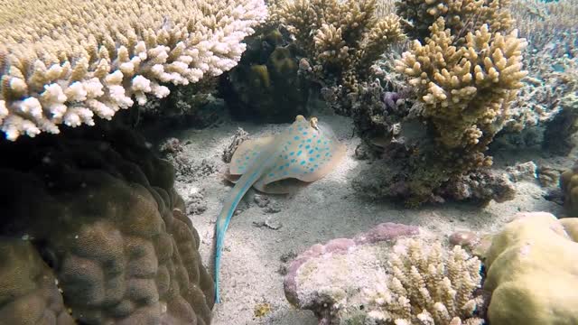 fish underwater