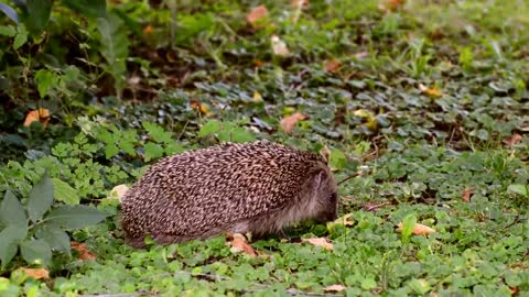 Hedgehog Garden Animal Foraging Little Hedgehog