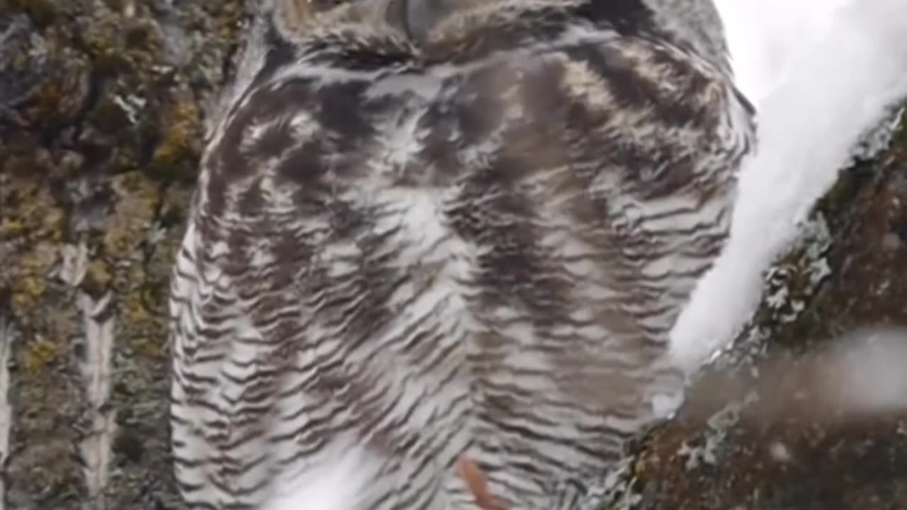 Horned Owl... #bird #bird #youtube #sky #view #birds #eagle #viral #nature #facts