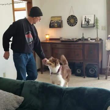 Forrest shaping At-Ease, heel and Out behaviors