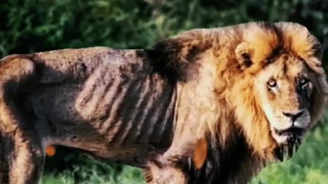 The lion