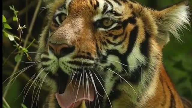 It is said that yawning can infect tigers