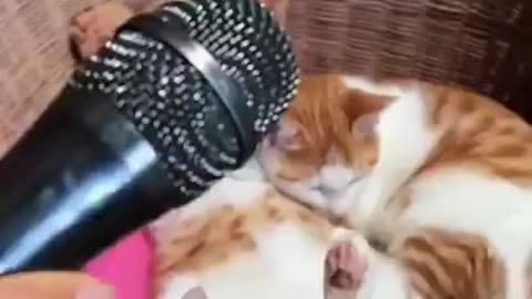 Funny cats video