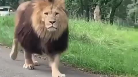 Animals