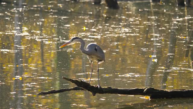 Heron Bird Wader Pond Marsh Water Nature Fauna