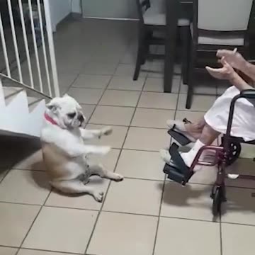 The dog is enjoying grandma singing solamente Cristo.