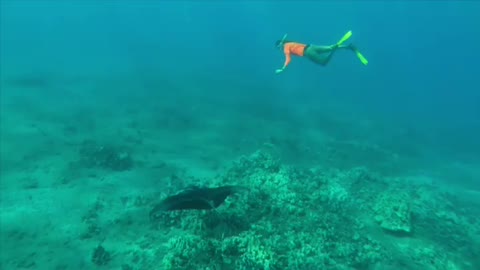 snorkeling with