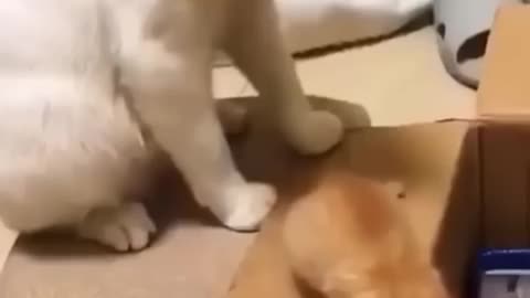 Funny cats and Dogs