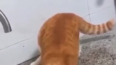 Funny Cats Compilations meow friendship