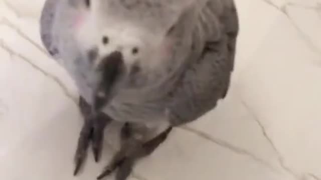 smart parrot, super nice parrot funny pet humor funny small parrot talking