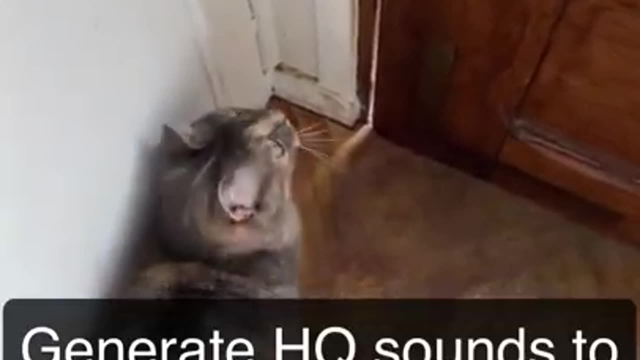 Sounds that attracts cats- Meow to make cats come to you