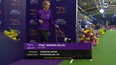 Pink the border collie wins back to back titles at the 2019 WKC MASTER AGILITY !FOX SPORTS