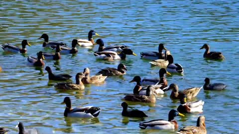 A Raft of Wild Ducks Swimming in a Lake