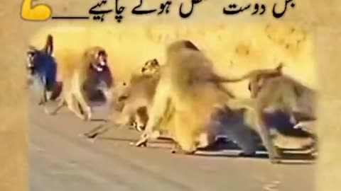 Lion video ## please follow ù