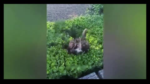 FUNNY ANIMALS - Try not to laugh - Part - 5