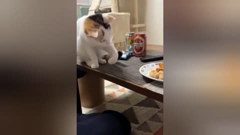 Beautiful Cat videos and Funny Cat Short Video