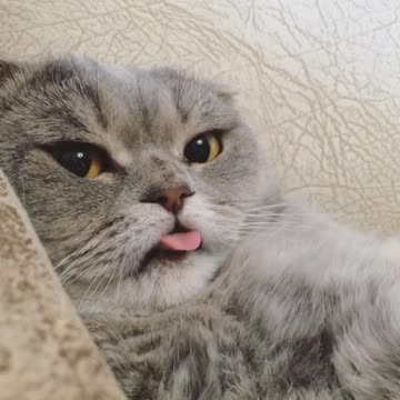 Cat makes hilarious face for the camera