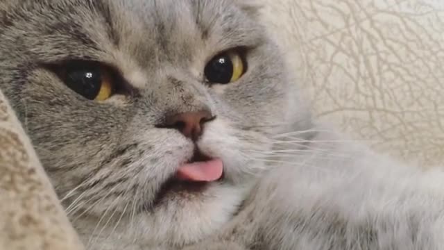 Cat makes hilarious face for the camera