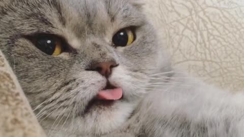 Cat makes hilarious face for the camera