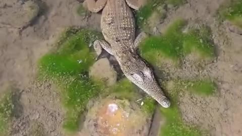 🐊