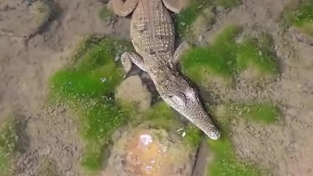 🐊