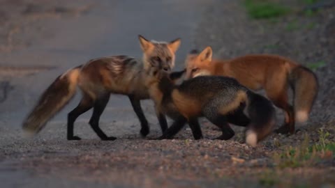 Newfoundland Foxes