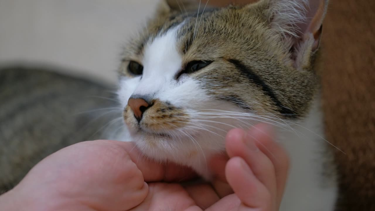 petting a cute cat, close up