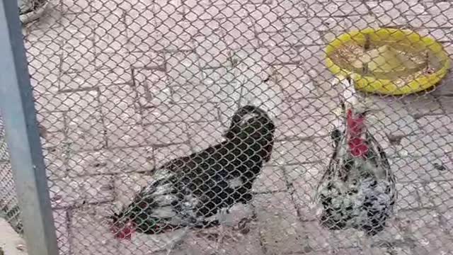 Yuanbaoji daily life