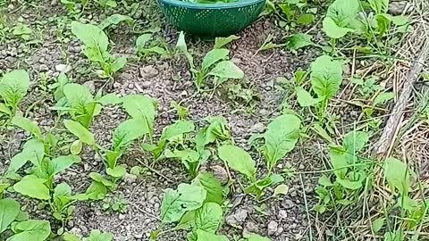 Agriculture In Nepal