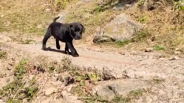 #cutepets #blacklabradorpuppies #funny #trending #animals #nature #love #adventure #new #dogtraining