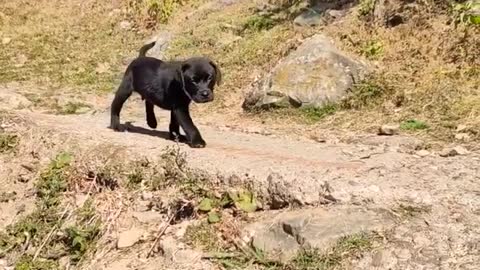 #cutepets #blacklabradorpuppies #funny #trending #animals #nature #love #adventure #new #dogtraining