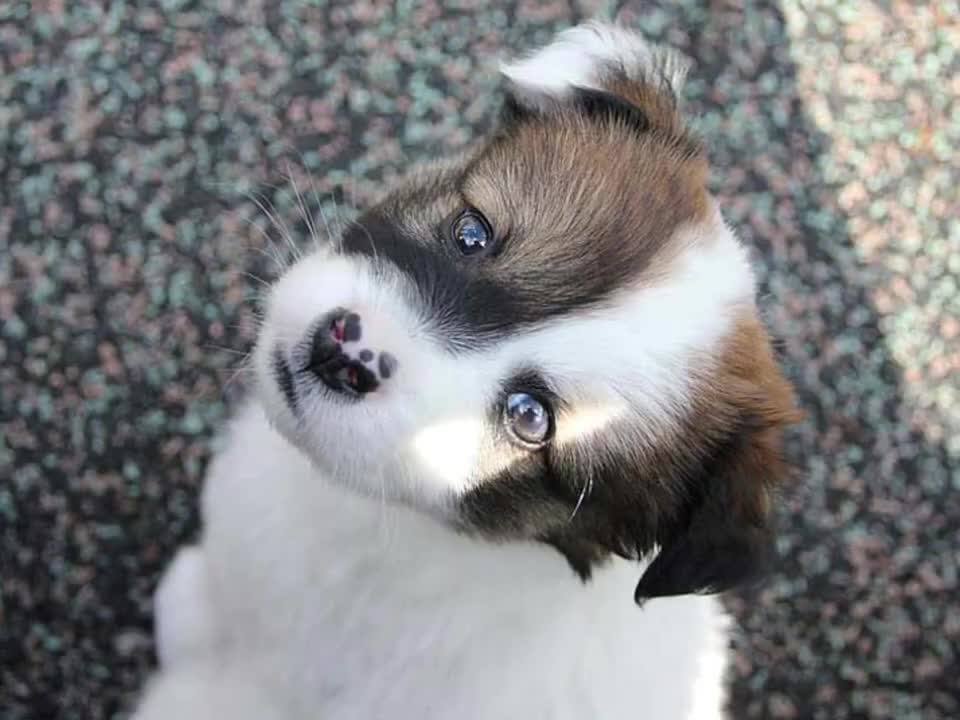 white small puppy __ cute puppy.