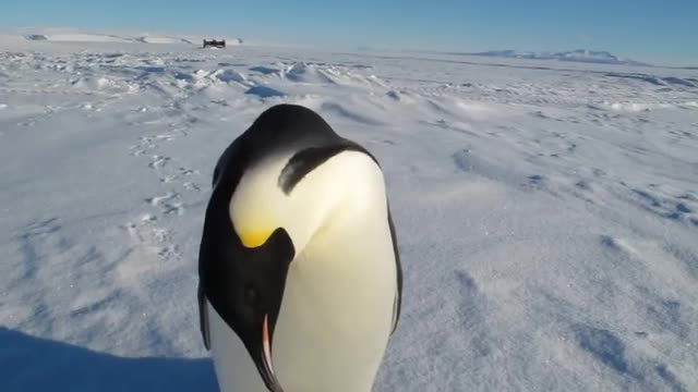 Penguin chicks rescued by unlikely hero