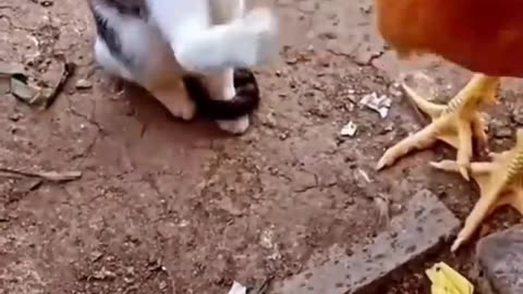 Cat VS Chicken. Watch what happens next