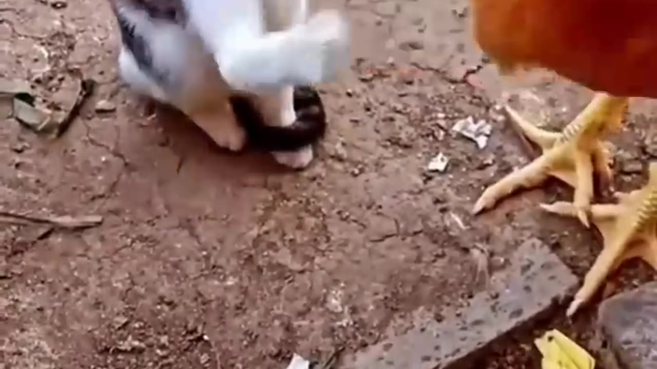 Cat VS Chicken. Watch what happens next