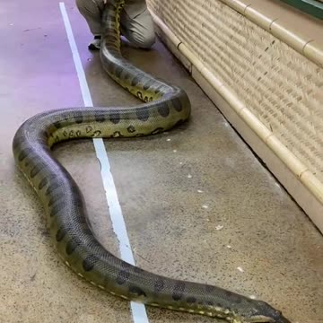 Gigantic Anaconda at The Reptile Zoo 🐍