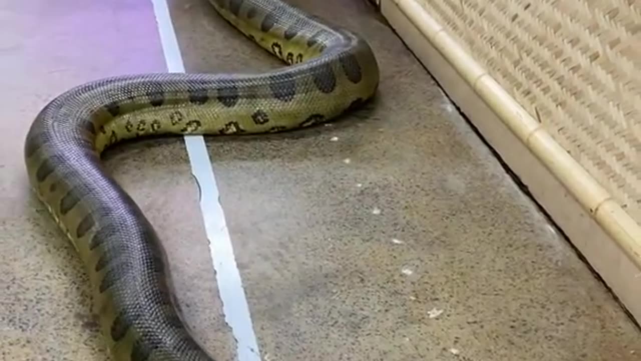 Gigantic Anaconda at The Reptile Zoo 🐍