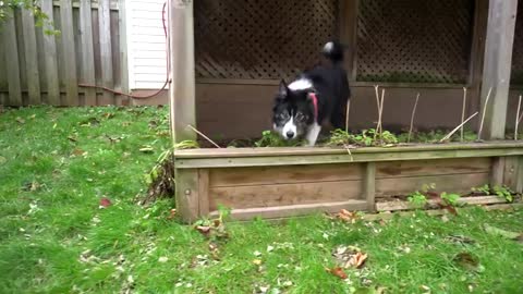 This Border Collie has a story to tell