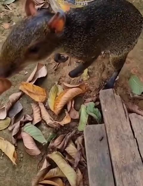 Agouti