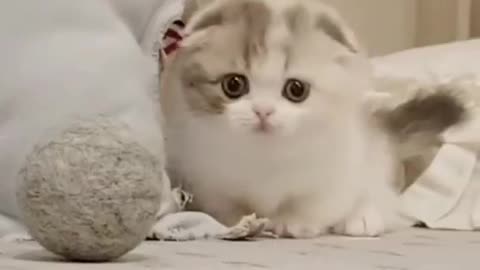 Funny Cats Clips in 30 Seconds - funny cats tiktok compilation #shorts 2023