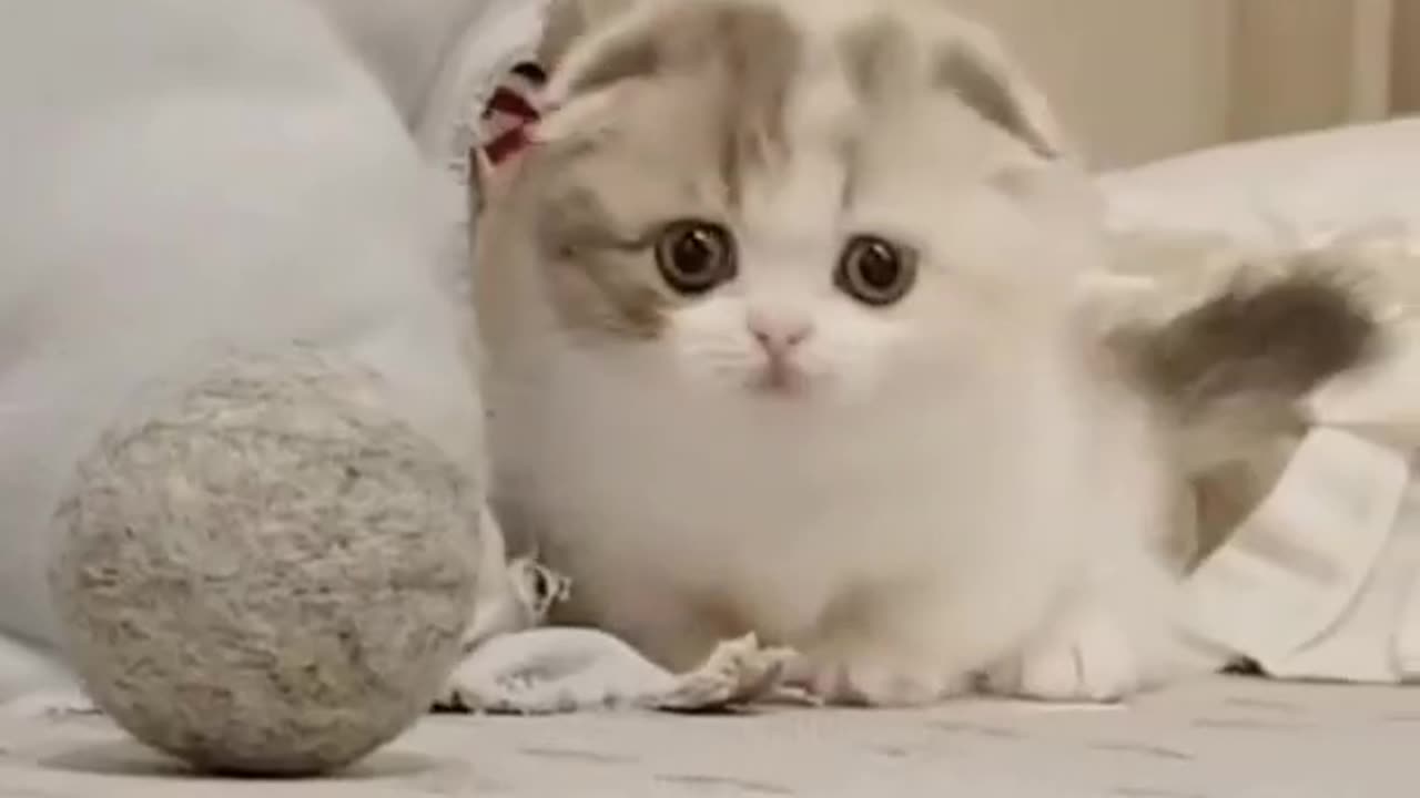 Funny Cats Clips in 30 Seconds - funny cats tiktok compilation #shorts 2023