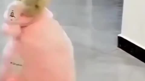 Cute puppy