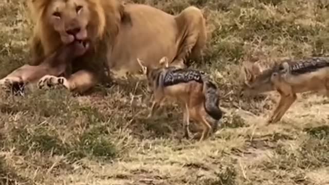 The lion