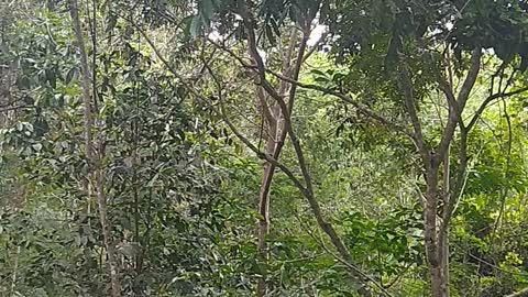 SOM DA NATUREZA