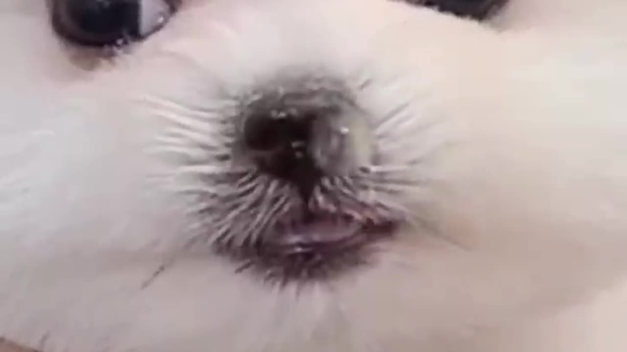 Cat cute