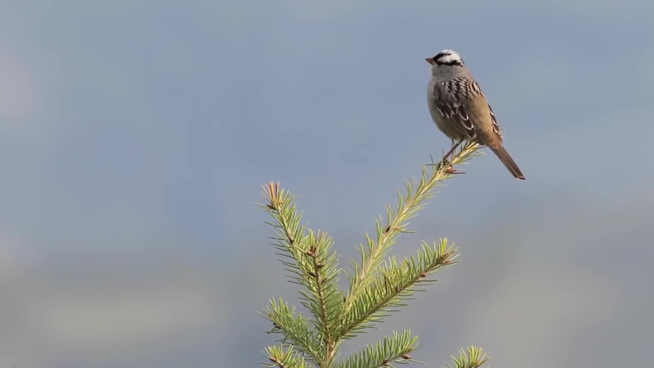 Yellowstone Awakens: Spring Wildlife and Scenery in Yellowstone National Park