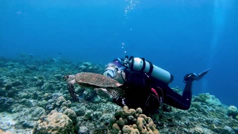 Endangered sea turtle calmly swims with scuba diver