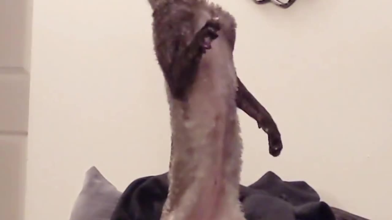 cat funny video