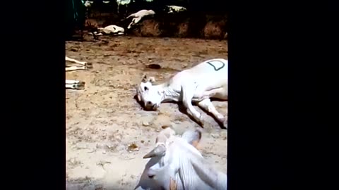 COVID Injections, Cattle: