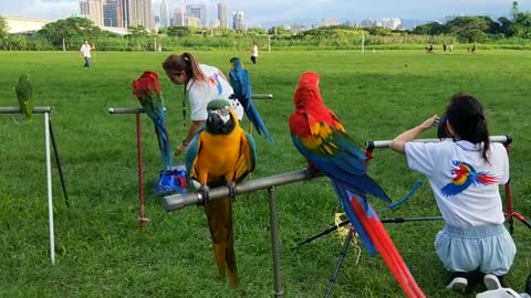 OiSEAUX PERROQUETS DANS LE PARC